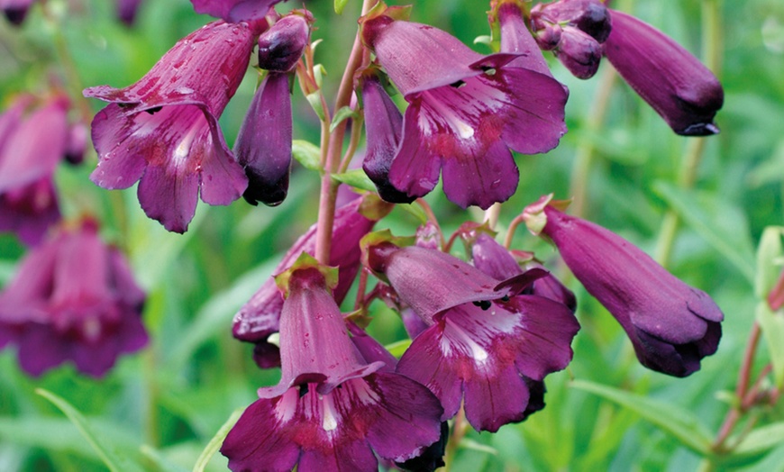 Image 3: Pretty Penstemon Mixed Collection – Six or Nine Potted Plants