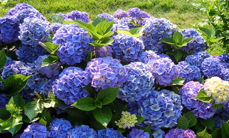 Image 1: Set van 4 of 8 XXL hortensia planten