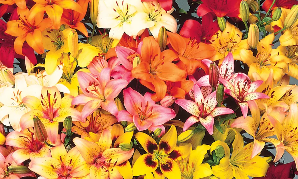 25, 50 or 100 Lily Asiatic Ground Cover Bulbs