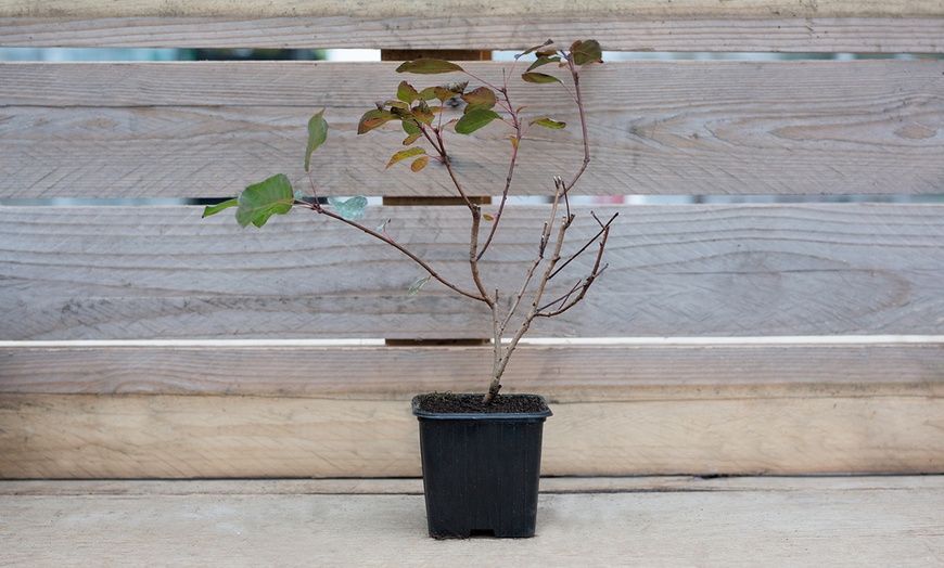 Image 2: Cotinus Dusky Maiden Bush