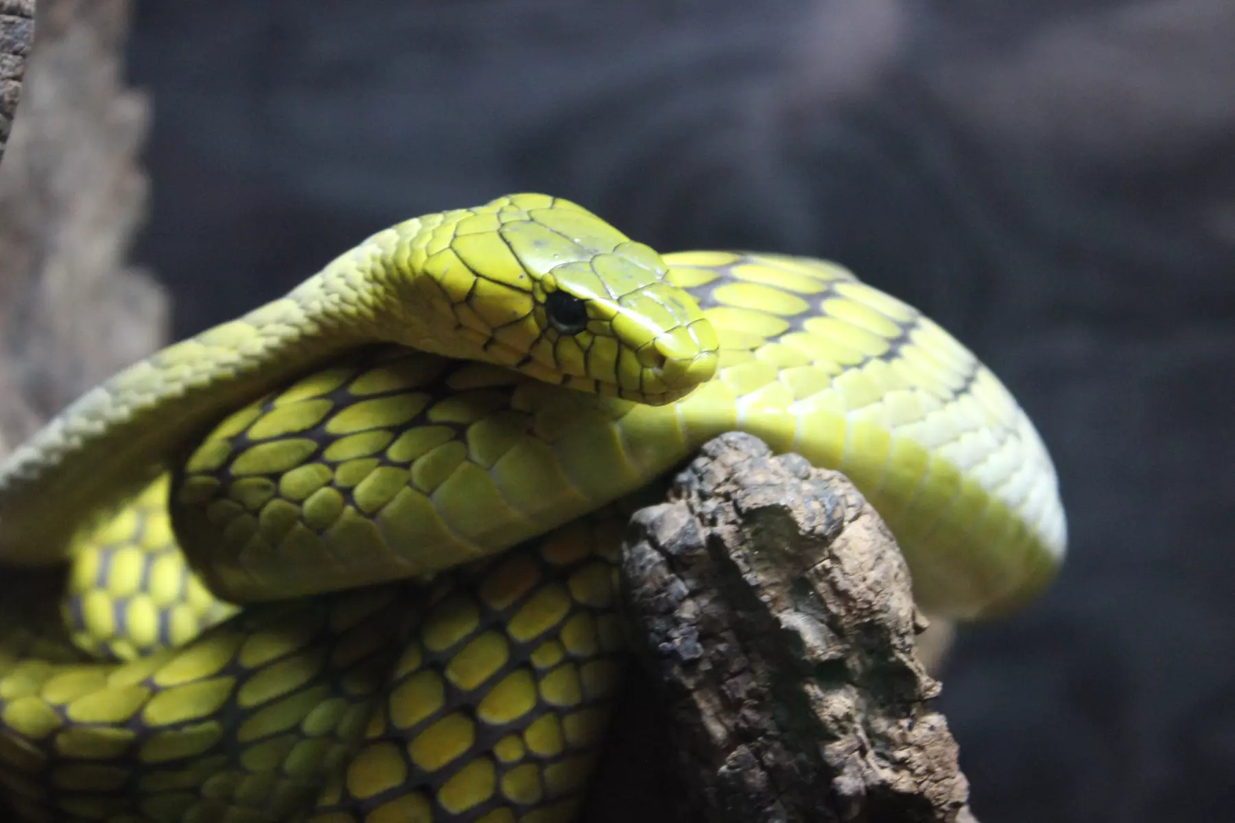 Discover Over 400 Animals at Branson's Wild World Zoo & Aquarium