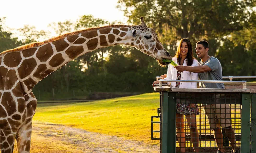 Save 62% on Busch Gardens Tampa Tickets, Fun Cards & Meals!