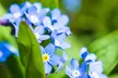 Forget Me Not Flower Seeds (1lb.) - Second Medium