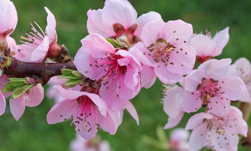 Image 4: Dwarf Peach Tree