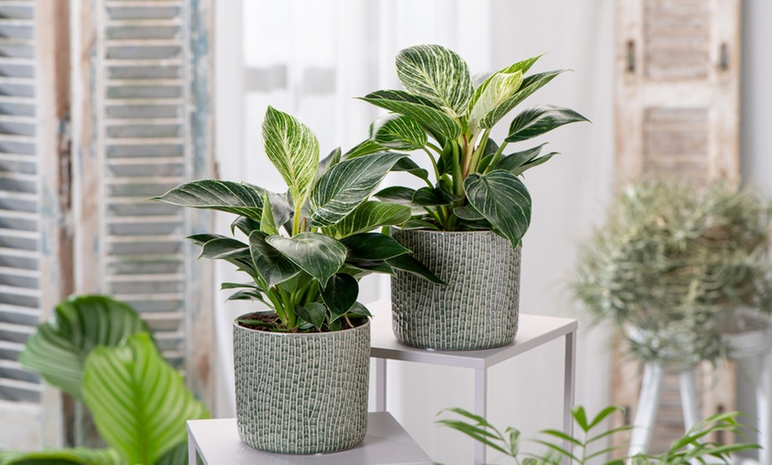 Image 2: 1 of 2 Philodendron White Wave planten