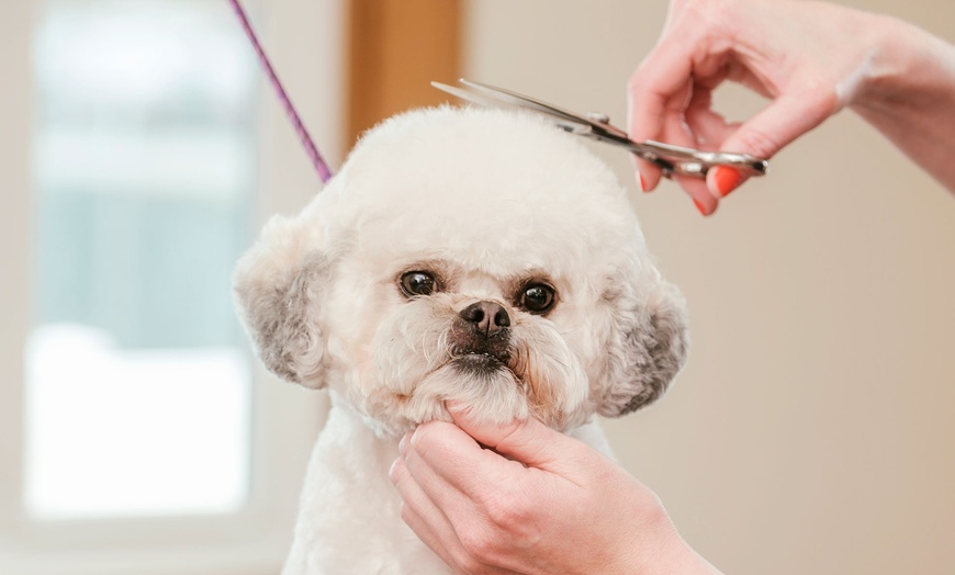 Image 1: Pamper Your Pet: Basic Grooming for Small to XL Dog and Small Cat