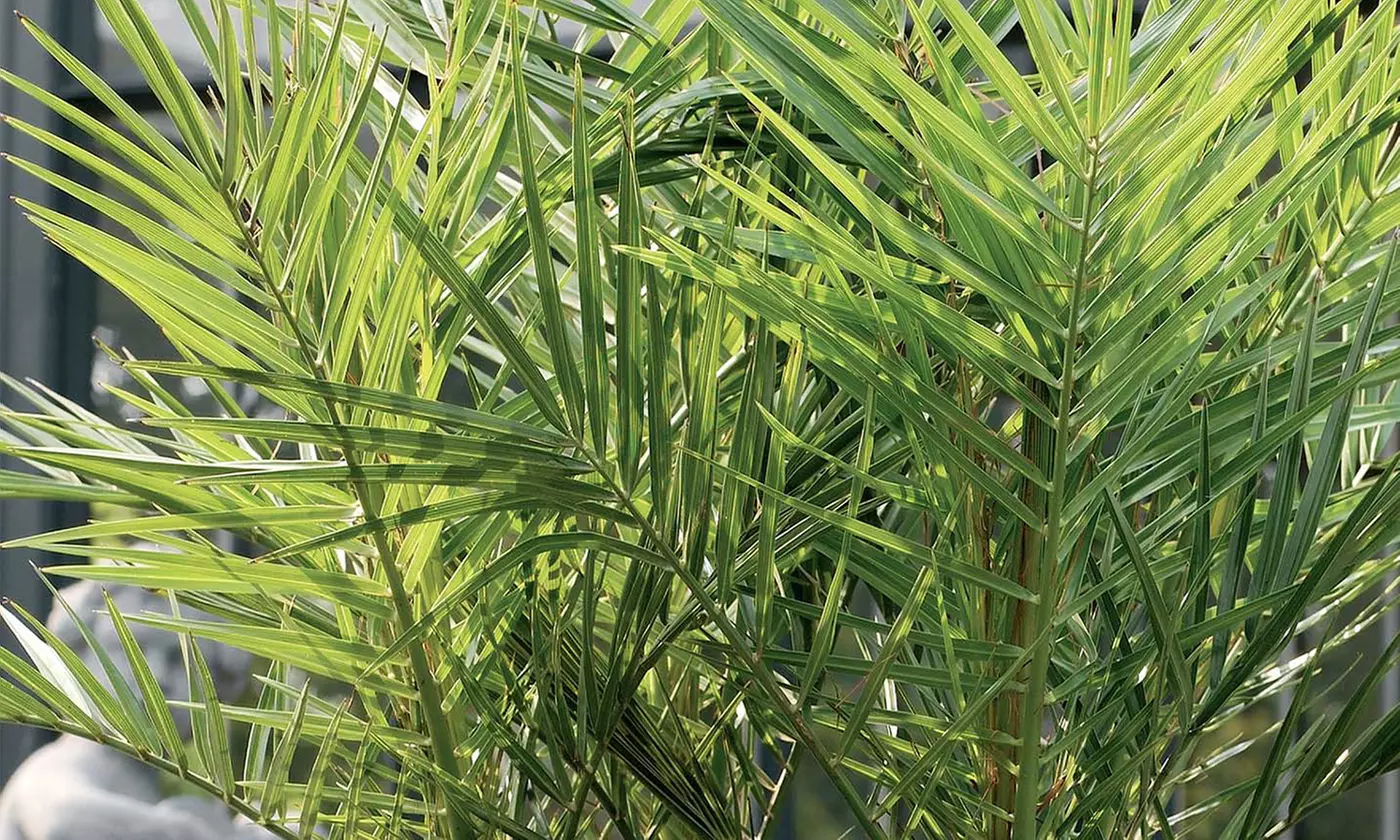 1 of 2 Canarische Dadelpalmen