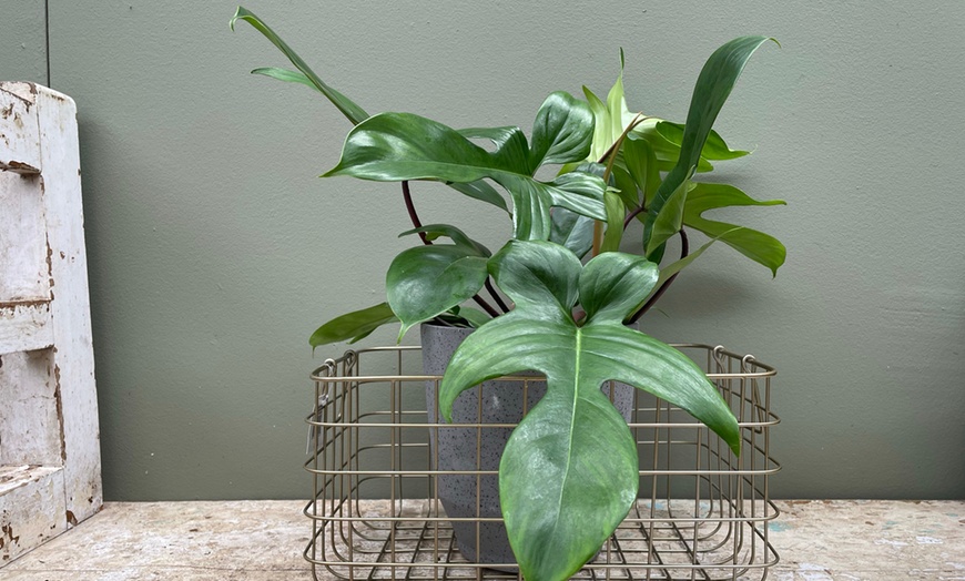 Image 3: Philodendron Florida Green