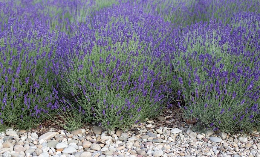 Image 3: Set 6 piante Lavandula Angustifolia