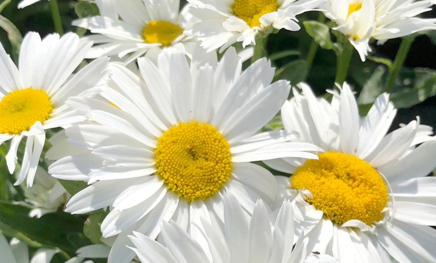 Image 2: One or Three Leucanthemum Madonna Plants