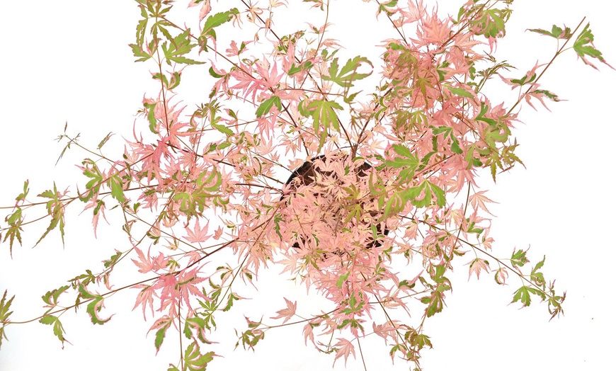 Image 4: 1 o 2 plantas de arce japonés con hojas color rosa salmón