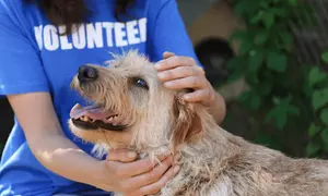 Skills Pack Offers Grooming Service for Dogs / Cats Care or Canine Connection Certificate (Up to 46% Off)