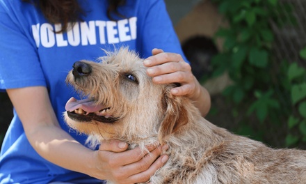 Animal Care Online Course - Skills Pack