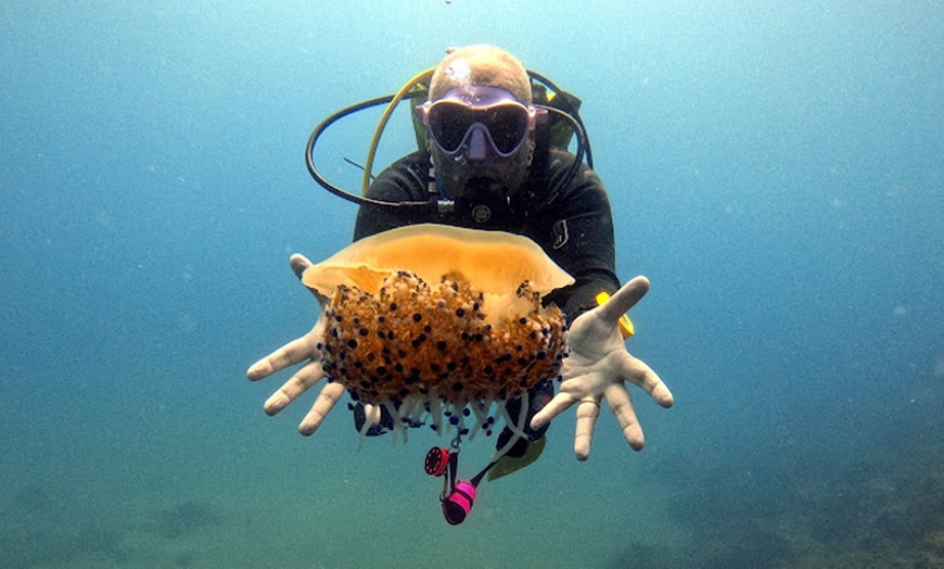 Image 1: Bautizo de buceo para 1, 2 o 4 personas