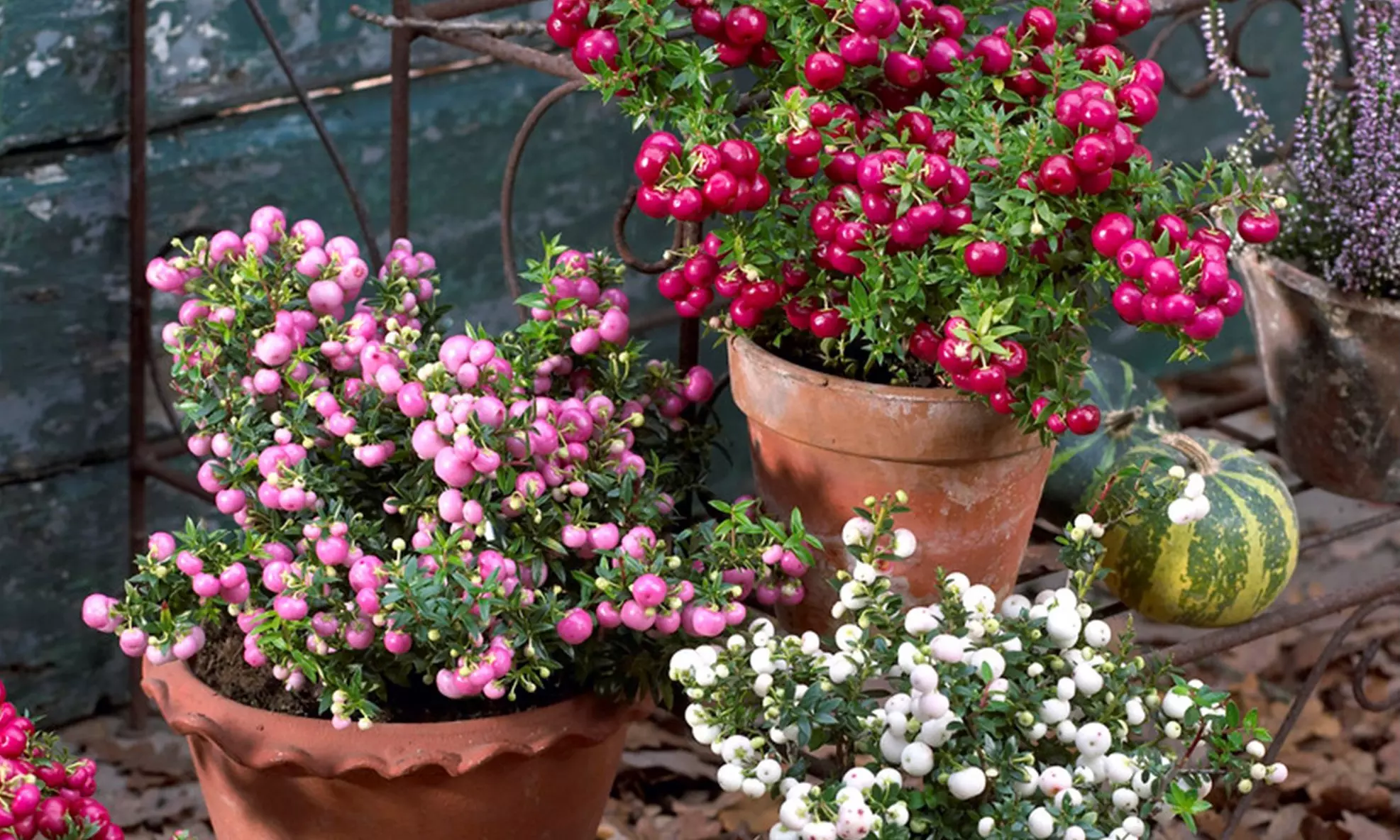 Mélange de 3 ou 6 gaulthéries mucronées pernettya mucronata - Primary Image