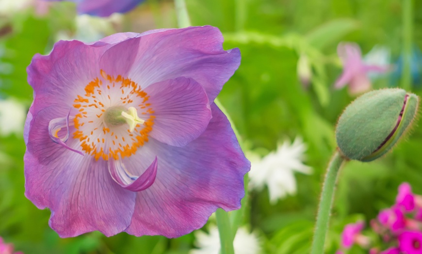 Image 1: Purple Poppy 'Hensol Violet' 9cm Pot - 1 or 2 Plants