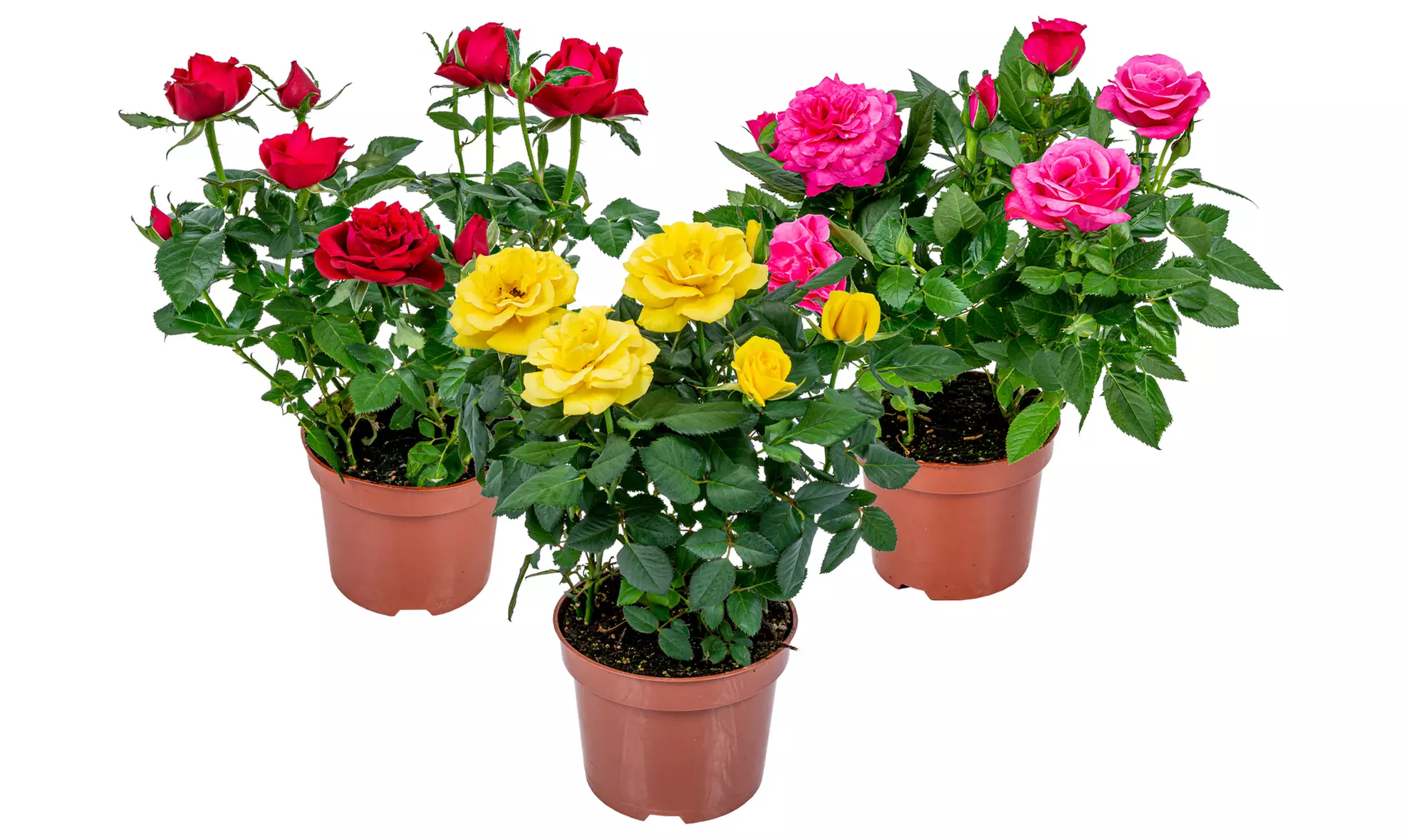 Set di 3 piante di rose in vaso