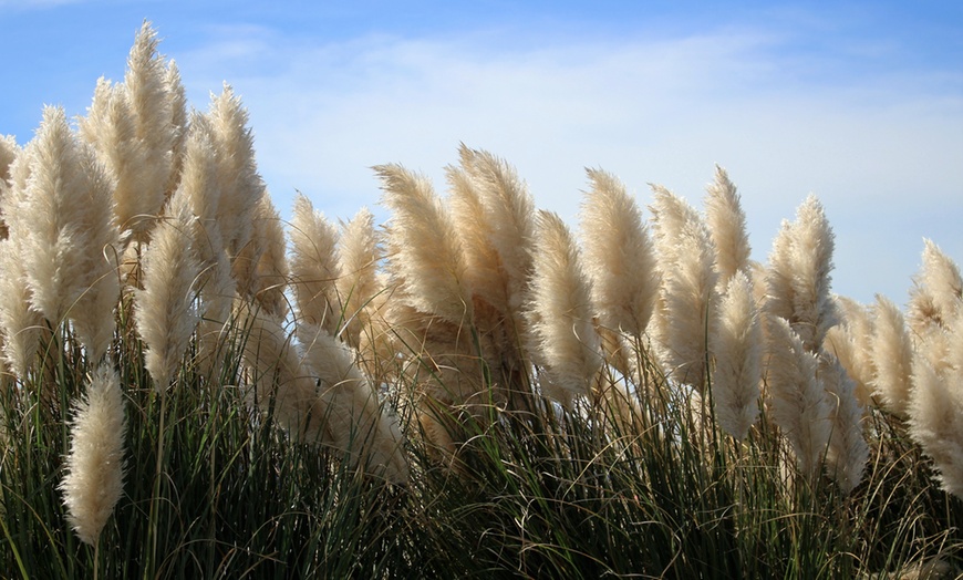 Image 1: XL Ornamental Dwarf Pampas Grass
