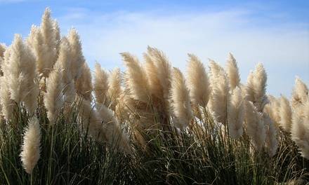 XL Ornamental Dwarf Pampas Grass | Groupon