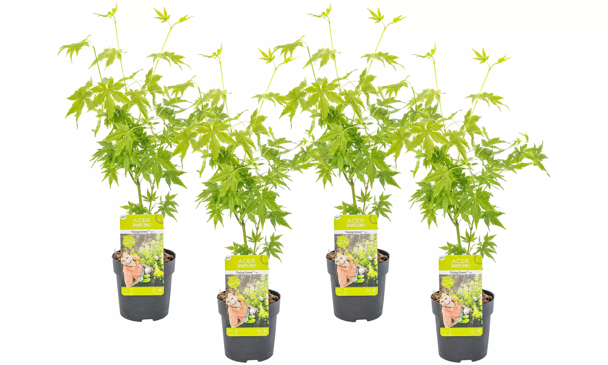 Set de 4 érables du Japon