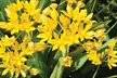 200 Mixed Spring Flowering Bulb Collection - Image 2