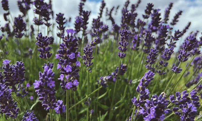 Experience the Lavender Festival – Family Fun, Live Music, and Scenic Rides (Up to 38% Off) At Maple Lawn Farm