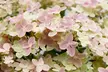 1x oder 2x Hortensie 'Switch Ophelia' "Hydrangea paniculata" - Second Medium