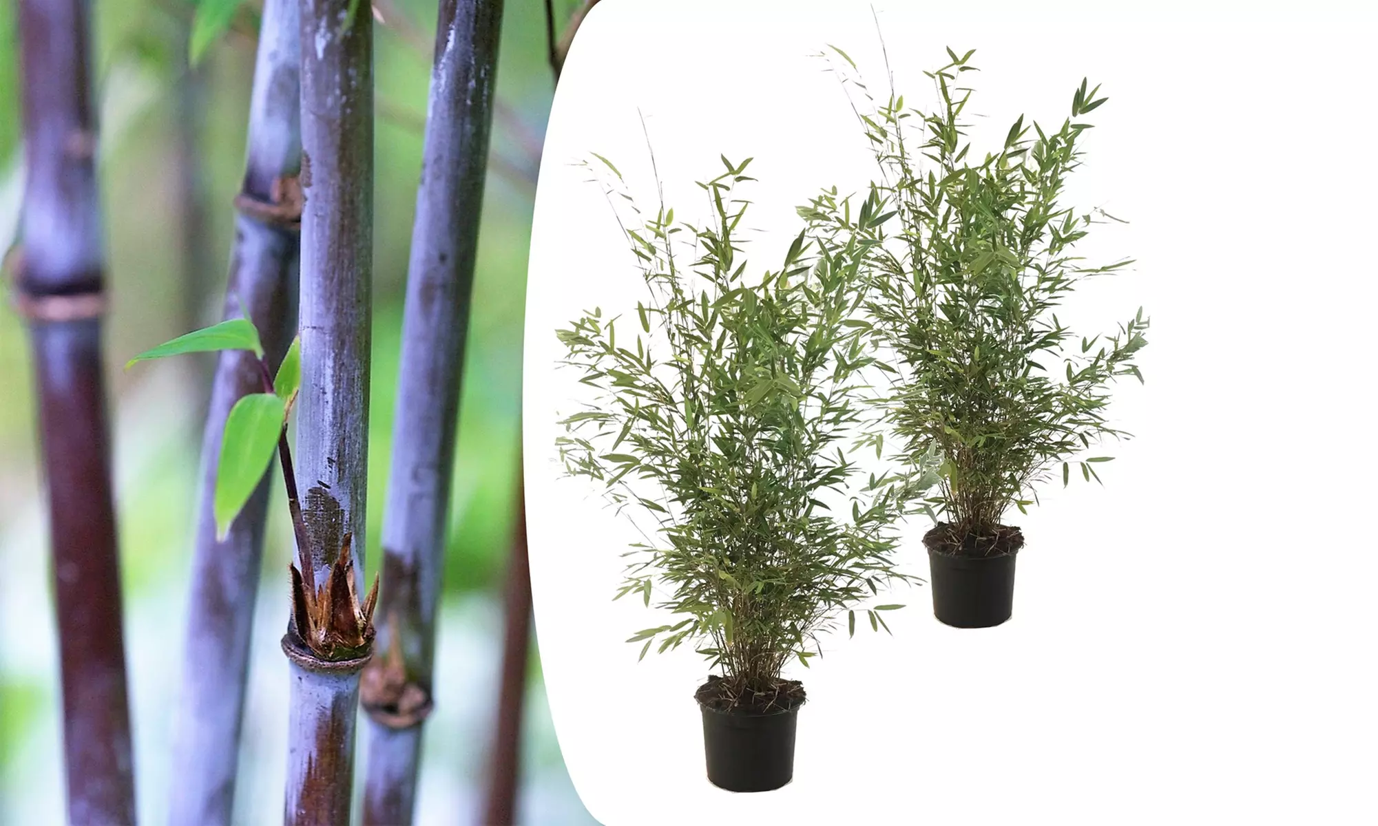 1x oder 2x Bambus Red Dragon (Fargesia)