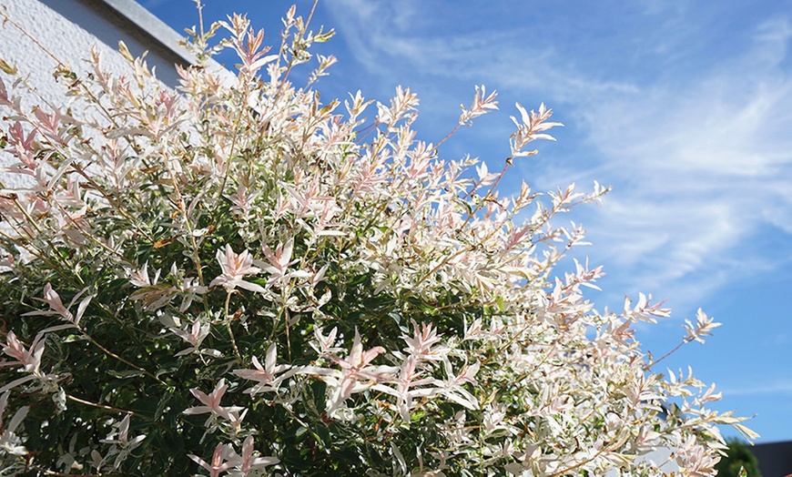 Image 3: Flamingo Willow Salix Integra