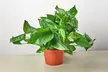 Your Healthy Home Hero: Golden Pothos – Air-Purifying & Low-Maintenance from House Plant Shop with Free Shipping Up to 15% Off - Second Medium