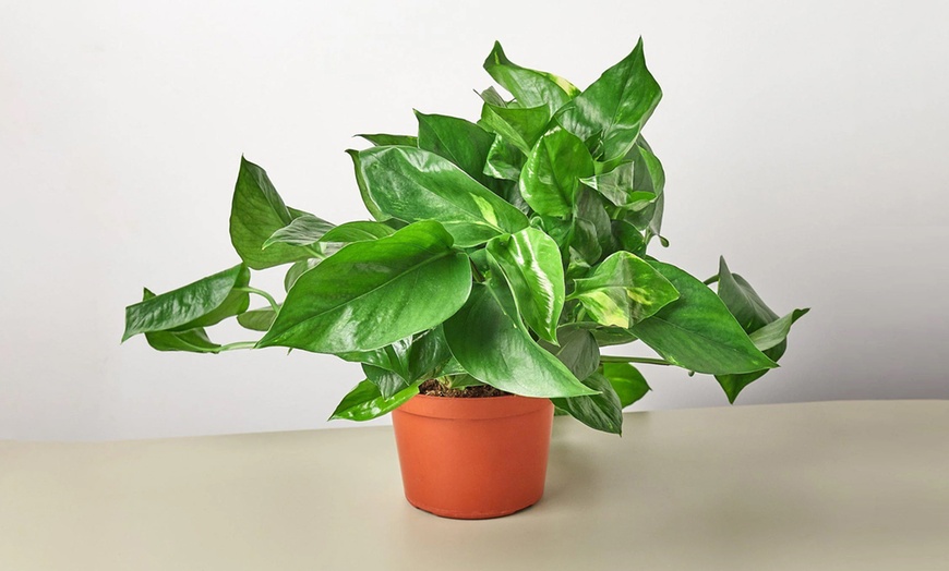 Image 6: Breathe Easier: Golden Pothos – Air-Purifying & Simple Care from House Plant Shop with Free Shipping Up to 15% Off