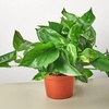 Image 6: Golden Pothos in 4", 6", and 8" Sizes with Free Shipping – Air-Purifying & Simple Care Plant Up to 15% Off