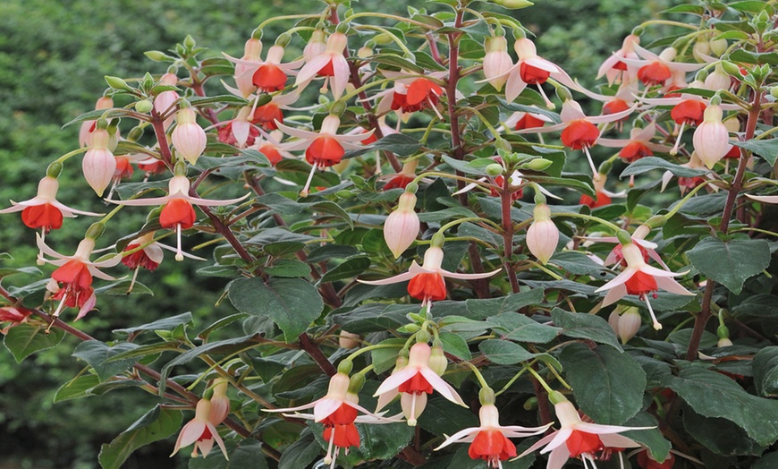 Image 1:  5, 10 or 15 Fuchsia 'Mandarin Cream' Jumbo Plug Plants