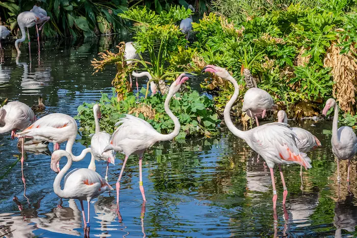 Phoenix Zoo Admission Deals & Discounts