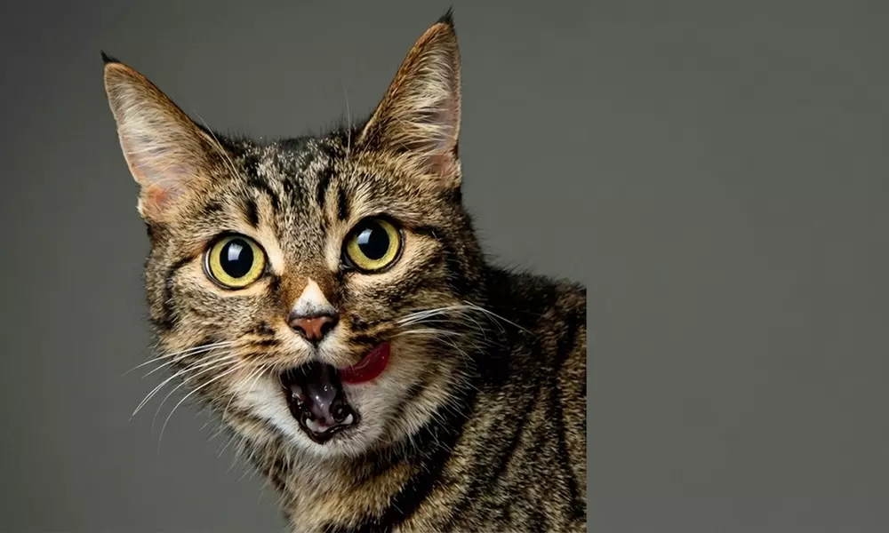 Professional Pet Photoshoot & Fine Art Print to Cherish Your Bond