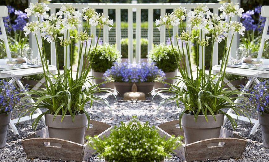 Image 3: One or Two Agapanthus Ever White Potted Plants 