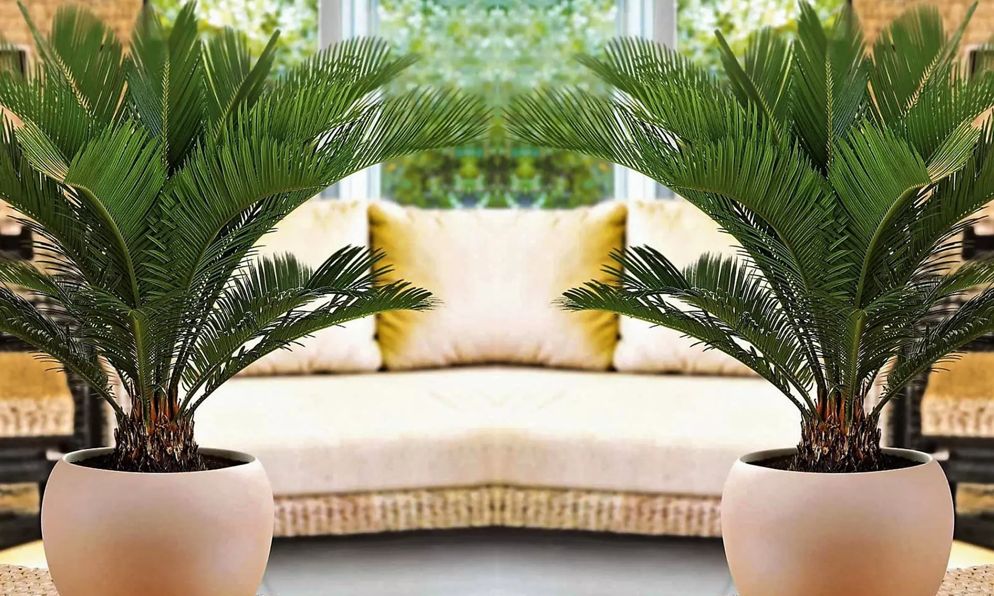 Set de 2 palmeras cícadas