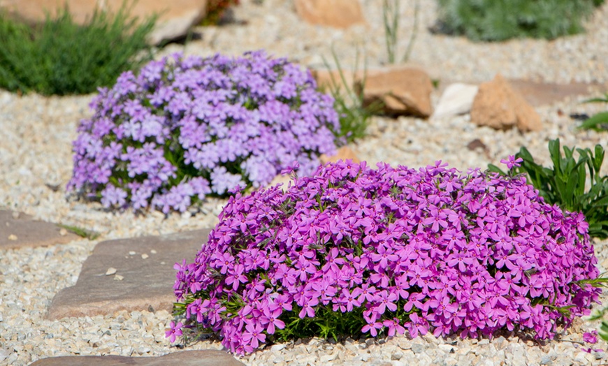 Image 2: 5, 10, 20 or 50 Phlox Creeping Collection Plug Plants