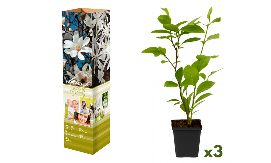 Image 7: Lot de 3 ou 6 Magnolia de la marque 
