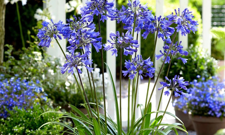 Image 3: Agapanthus Blue and White Collection - 6 or 12 Plants