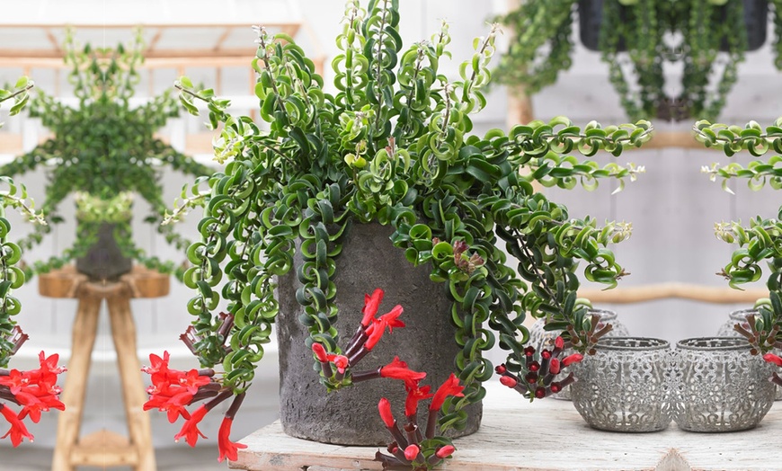 Image 1: 1 ou 2 plantes Aeschynanthus Twister ou "String of heart"