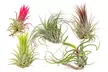 Set da 5 o 10 piante di Tillandsia da interno - Image 2