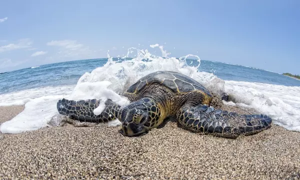 Up to 40% Off on Circle island tour at Activity Di... | Groupon