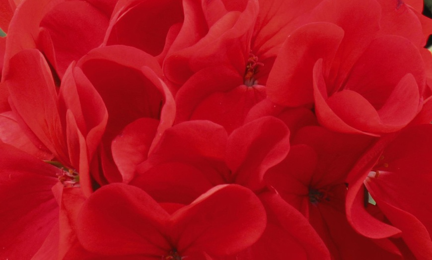 Image 6: Geranium 'Best Red' F1 Hybrid