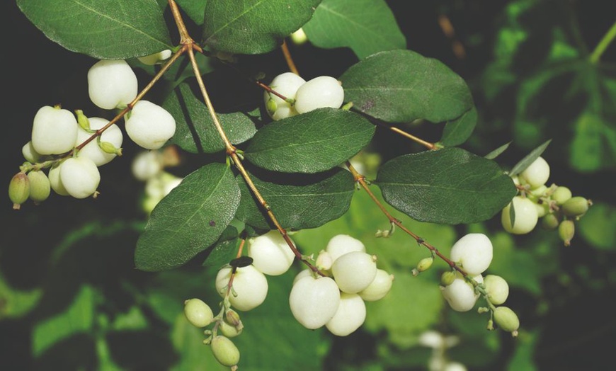 Image 15:  Mixed Hardy Shrub Collection - 8, 16 or 24 Plants