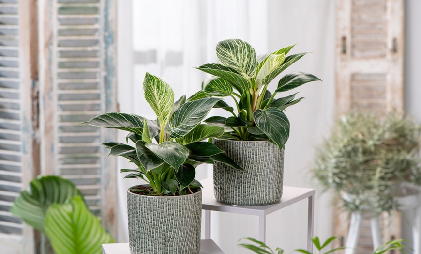 Image 1: 1x oder 2x Philodendron White Wave