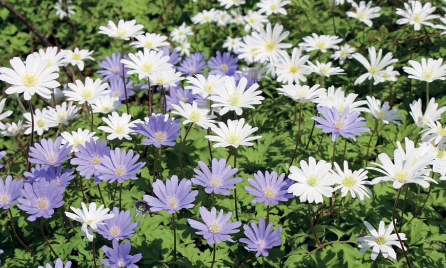 Image 6: 50, 100 or 200 Anemone Blanda Mixed Bulbs