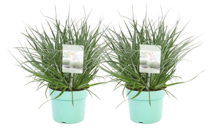 Image 6: Lot de 2 plantes Fascicularia