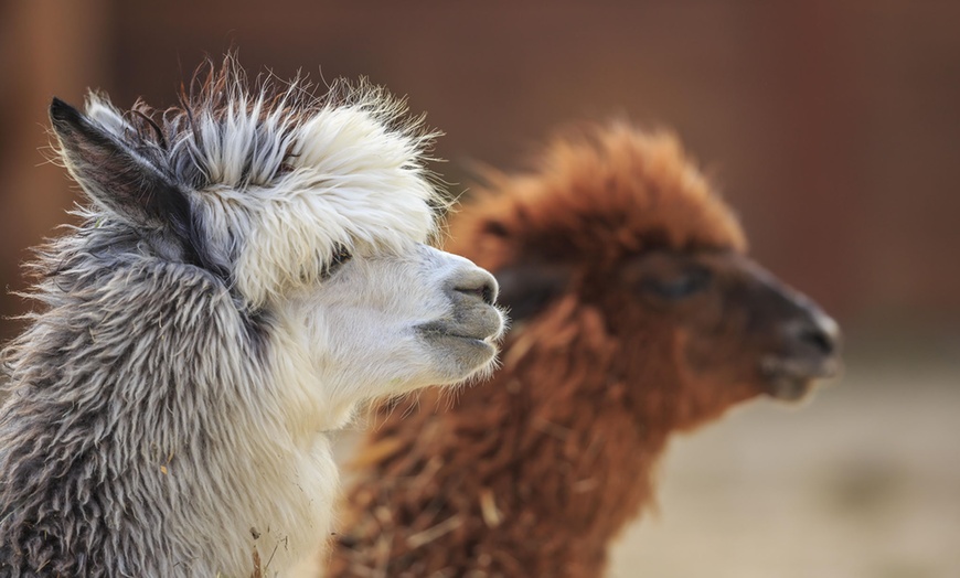 Image 1: Alpaca Walk with Refreshments