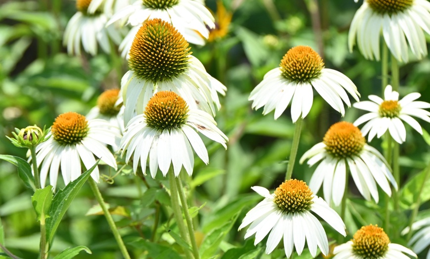 Image 5: Bordure NatureNest 'Yara'